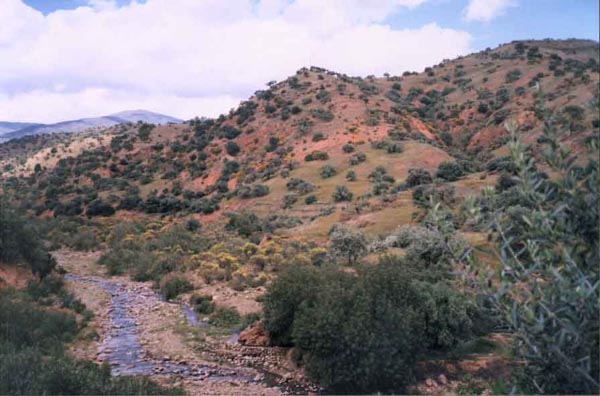 pic16