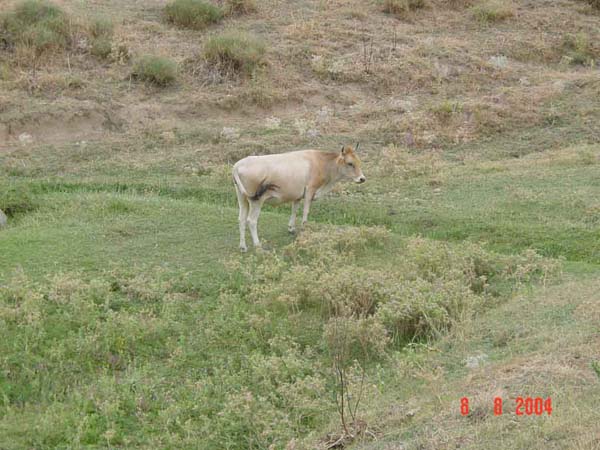 photo 126